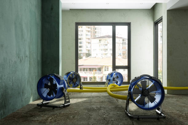 Best Mold removal after water damage  in Turners Falls, MA
